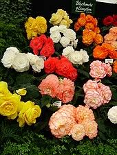 We would love to hear your feedback so feel free to leave your comments below! Begonia Wikipedia