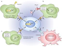 Image result for Immune Checkpoint Inhibitor