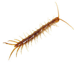 Cravegreens pest control ultrasonic repellent. Ultrasonic Pest Repeller Centipedes Pest Control Diagram