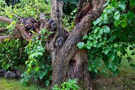 Image result for Morus