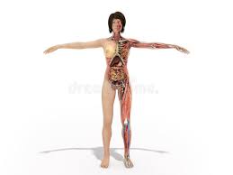 Welcome to innerbody.com, a free educational resource for learning about human anatomy and physiology. Woman Body Diagram Stock Illustrations 2 504 Woman Body Diagram Stock Illustrations Vectors Clipart Dreamstime