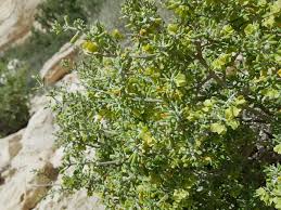 Image result for Zygophyllum cuneifolium