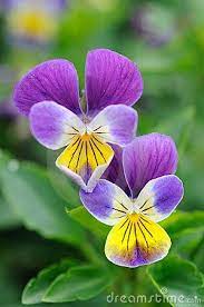 Pansy Flower Close Up Stock Photos Images Pictures 464 Images Page 6 Pansies Flowers Flower Close Up Pansies
