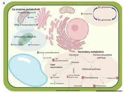 Image result for Xerophyta schlechteri