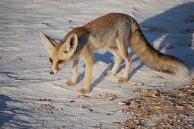 Ruppell S Fox Wikipedia The Free Encyclopedia Fox Breeds Pet Fox Wild Dogs
