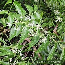 Image result for Arthropteris palisotii
