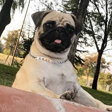 Haber Pug Kopekleri Hakkinda Hersey Pugtr Pug Kopek Sahiplerinin Bulusma Noktasi Pug Toplulugu Pug Kopekler Pug Kopek