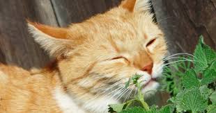 Sometimes i think they only let me believe i am in charge. Catnip 101 The Highs Lows And Everything In Between