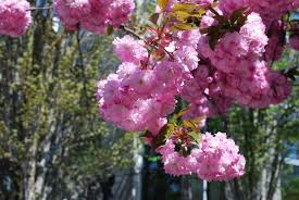Dark green lustrous foliage with pink to red flowers in 20 cm upright clusters in late spring. Spring In Portland Oregon Our Year In Portland