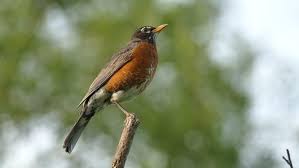Sound Of Birds Chirping In The Morning Mp3 Free Download American Robin Chirping And Making Stock Footage Video 100 Royalty Free 1010411171 Shutterstock Video Video In 2020 American Robin Baby Robin Backyard Birds