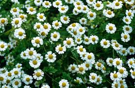 It is basically a herb that originates from a blooming plant in the daisy gang. Chamomile Seeds 2 25 From Chiltern Seeds Chiltern Seeds Secure Online Seed Catalogue And Shop