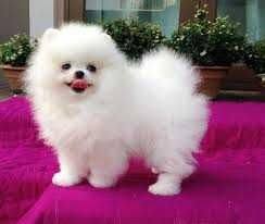 Pomeranian dogs for adoption in illinois, usa, page 1 (10 per page) puppyfinder.com is proud to be a part of the online adoption community. Pomeranian Puppies For Sale Springfield Il 77325