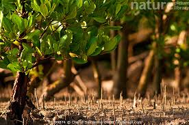 Image result for Sonneratia alba