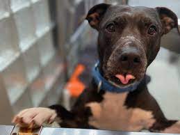 Maybe you would like to learn more about one of these? So Many People Are Trying To Adopt Or Foster Pets That Local Shelters Are Having Trouble Meeting Demand Dcist
