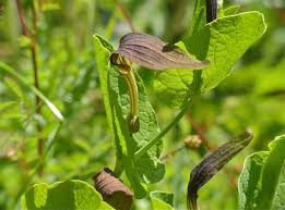 Image result for Aristolochia heppii