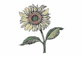 Aesthetic Sunflower Drawing Png Sunflower Drawing Flower Drawing Tumblr Daisy Drawing