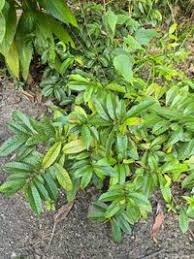 Image result for Tetracera