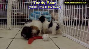 Get to know your apple watch by trying out the taps swipes, and presses you'll be using most. Teddy Bear Puppies Dogs For Sale In Tampa Florida Fl 19breeders Fort Lauderdale Hollywood Youtube