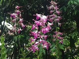 デンドロビウム マーガレット ・ サッチャー ハイブリッド蘭の花植物 の写真素材・画像素材 Image 84826706.