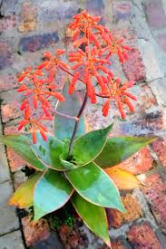 Image result for Streptocarpus myoporoides