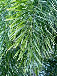 Image result for Wodyetia bifurcata