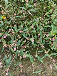 Image result for Persicaria hystricula
