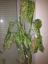 Pin On Mygardenanswers