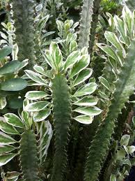 Image result for Euphorbiaceae