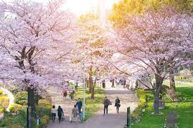 Enjoy a cherry blossom tour while sakura bloom in tokyo, kyoto, nara, osaka, hiroshima, and southern japan. Cherry Blossoms In Tokyo Best Festivals Spots Jrailpass