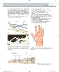Flexor digitorum superficialis (flexor digitorum sublimis) is an extrinsic flexor muscle of the fingers at the proximal interphalangeal joints. Neligan Vol 6 Chapter 09 Main By Elsevier Saude Issuu