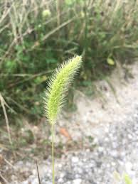 Image result for Setaria nigrirostris
