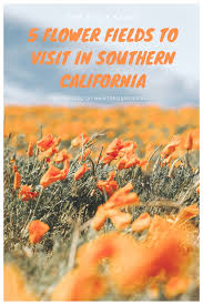 Order flower delivery to lancaster, ca. Flowers All Posts The Style Sauce