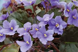 Order today with free shipping. African Violet Plant Britannica
