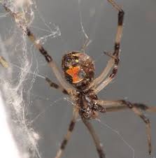 Your doctor will ask what your main symptoms are, when they began. 11 Spiders Ideas Spider Dangerous Spiders Arachnids