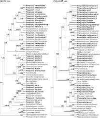 Image result for Pimpinella buchananii