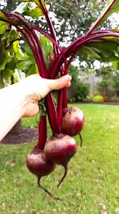 Beneficios del Jugo de Remolacha para la Anemia y el Hígado Graso