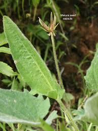 Image result for Fuirena sagittata