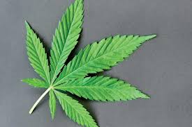 You probably know, from a buyer's standpoint, the market price in your area for a quarter, a. Examples Of Cannabis Related Business Ideas