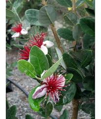 Image result for Feijoa sellowiana