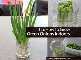 Plant the onion bulb about 2 inches (5.1 cm) into the soil. Pin On I Can Do This
