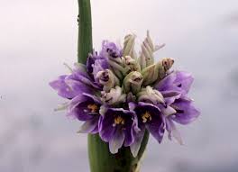 Image result for Monodora stenopetala