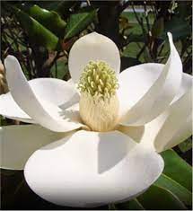 Southern Magnolia Southern Magnolia Tree Magnolia Trees Southern Magnolia