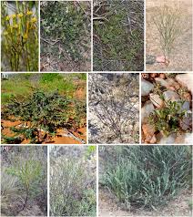 Image result for Thesium goetzeanum