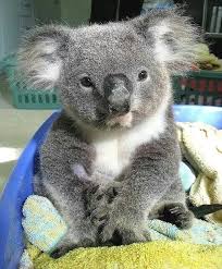 Koalas Content On Instagram We Would Like To Announce That We Donate 100 Of Profit From Our Koala Merch Link In Bi In 2020 Cute Baby Animals Cute Animals Animals