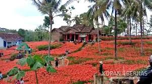 Menjadi latar berfoto yang cantik serta instagenic! Indahnya Taman Bunga Amarilis Di Gunungkidul