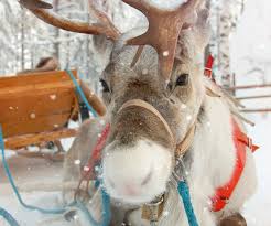 Heureusement, il y a jasmine, léon et les elfes. Les Rennes Du Pere Noel Momes Net