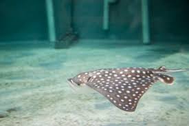 Find the perfect eagle ray stock photos and editorial news pictures from getty images. Virginia Aquarium Celebrates Exceedingly Rare Spotted Eagle Ray Birth The Virginian Pilot