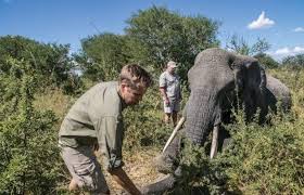 Maybe you would like to learn more about one of these? Botswana Mehr Als 40 Elefanten Getotet Fuenfseen De Tourismus Bayern