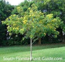 We did not find results for: Cassia Surattensis Cassia Surattensis Is A Fast Grower To 12 To 15 Feet Another Butterfly Attractor This Ca Trees To Plant Florida Plants Flowering Trees
