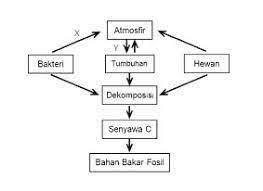 Maybe you would like to learn more about one of these? Skema Daur Karbon Proses X Dan Y Pada Skema Brainly Co Id